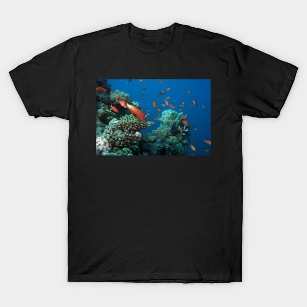 marine and aquatic life T-Shirt by likbatonboot